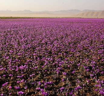 زاوه، قطب زعفران کشور و مقصد تازه گردشگری کشاورزی است