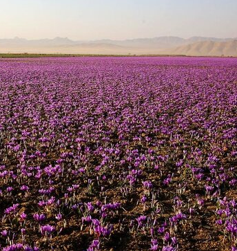 قاچاق و تغییرات اقلیمی تهدیدی برای طلای سرخ ایران