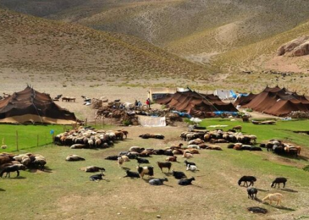 افزایش ۹۵ درصدی بره‌گیری در دام‌های عشایر خراسان رضوی با اجرای طرح‌های علمی