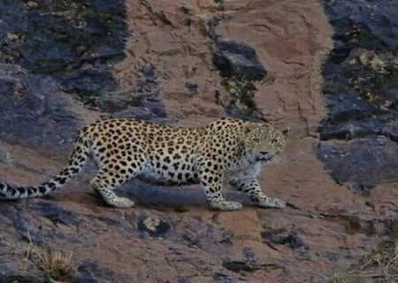 حفاظت شبانه‌روزی در منطقه سید مرتضی شدت گرفت