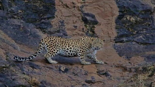 حفاظت شبانه‌روزی در منطقه سید مرتضی شدت گرفت