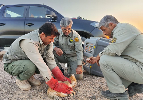 رهاسازی گربه شنی نادر در خواف