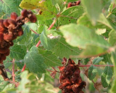 رونق تولید سماق گناباد نیازمند توسعه صنایع تبدیلی است