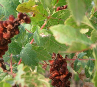 رونق تولید سماق گناباد نیازمند توسعه صنایع تبدیلی است