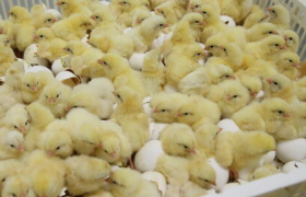 صادرات جوجه از گذرگاه دوغارون به افغانستان آغاز شد