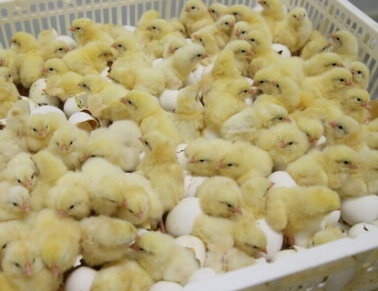 صادرات جوجه از گذرگاه دوغارون به افغانستان آغاز شد