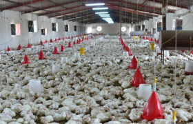 منطقی تر شدن قیمت مرغ موجب رشد ۱۰۰ درصدی جوجه ریزی در مرغداری های سبزوار شد