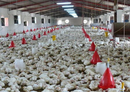 منطقی تر شدن قیمت مرغ موجب رشد ۱۰۰ درصدی جوجه ریزی در مرغداری های سبزوار شد