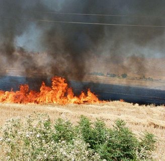 تلاش چهار ساعته آتش‌نشانان مشهدی برای مهار آتش‌ مزرعه ۵۰ هکتاری گندم