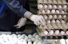 کلید طلایی ثبات بازار و تداوم تولید تخم‌مرغ در خراسان رضوی