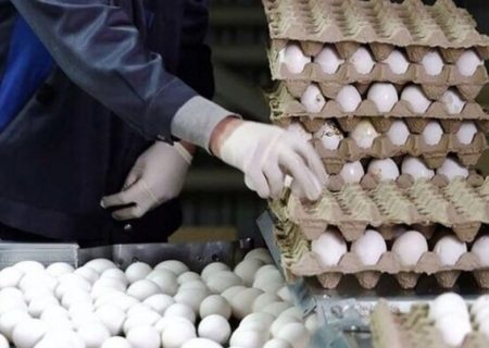 کلید طلایی ثبات بازار و تداوم تولید تخم‌مرغ در خراسان رضوی